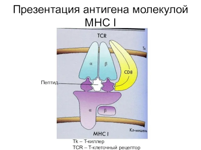 Презентация антигена молекулой MHC I