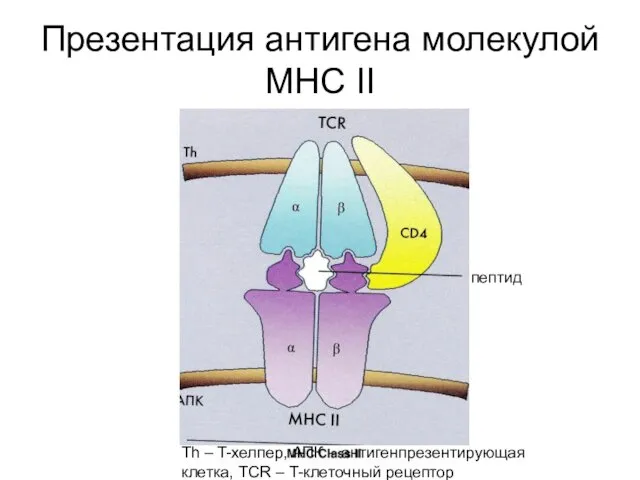 Презентация антигена молекулой MHC II