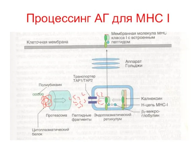 Процессинг АГ для MHC I