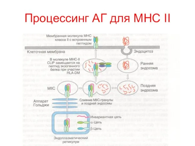 Процессинг АГ для MHC II