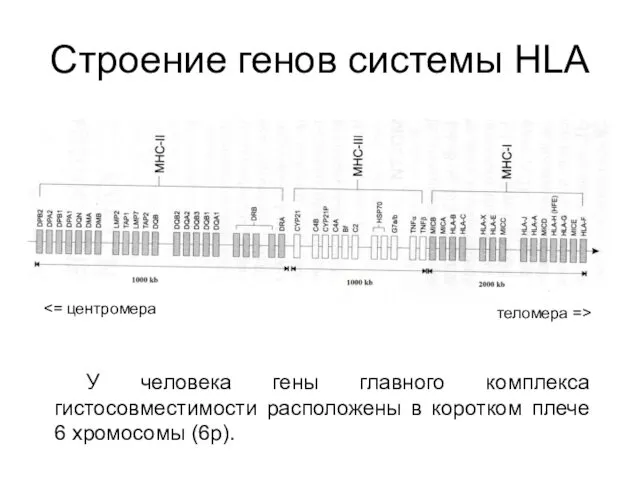 Строение генов системы HLA У человека гены главного комплекса гистосовместимости расположены в коротком