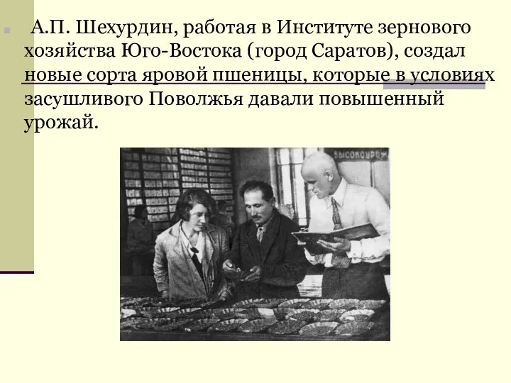 А.П. Шехурдин, работая в Институте зернового хозяйства Юго-Востока (город Саратов),