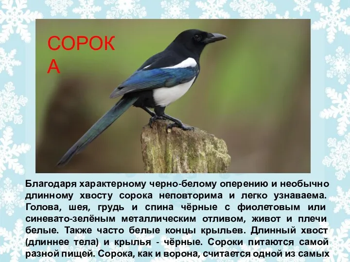 Благодаря характерному черно-белому оперению и необычно длинному хвосту сорока неповторима