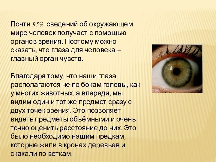 Почти 95% сведений об окружающем мире человек получает с помощью органов зрения. Поэтому