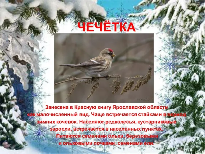 ЧЕЧЁТКА Занесена в Красную книгу Ярославской области как малочисленный вид.