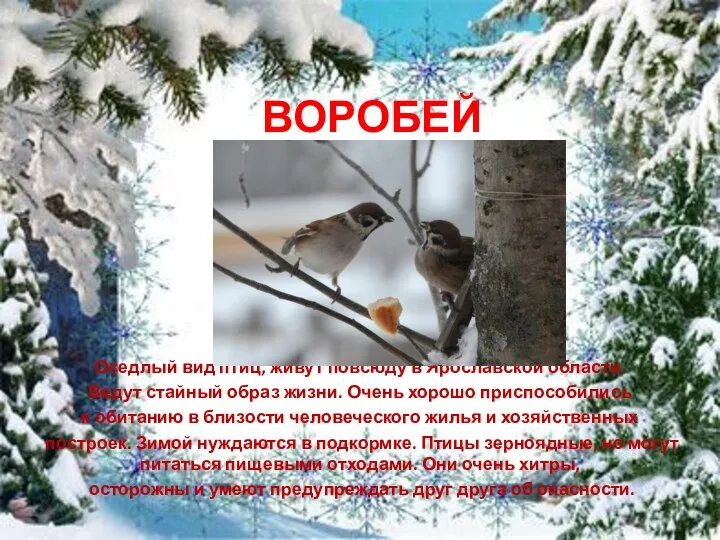 ВОРОБЕЙ Оседлый вид птиц, живут повсюду в Ярославской области. Ведут стайный образ жизни.