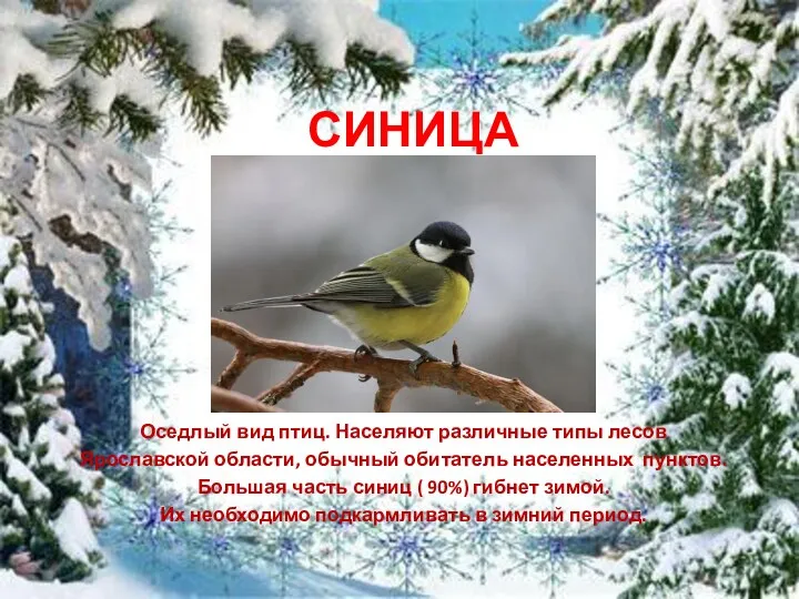 СИНИЦА Оседлый вид птиц. Населяют различные типы лесов Ярославской области, обычный обитатель населенных