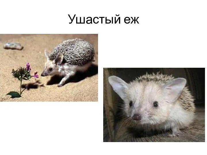 Ушастый еж