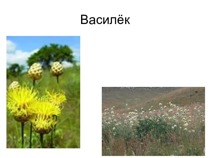 Василёк