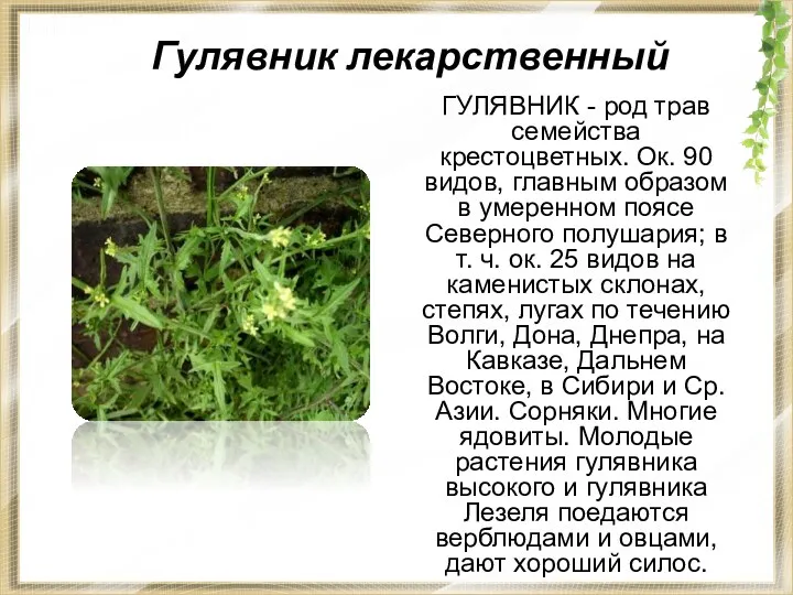 Гулявник лекарственный ГУЛЯВНИК - род трав семейства крестоцветных. Ок. 90 видов, главным образом