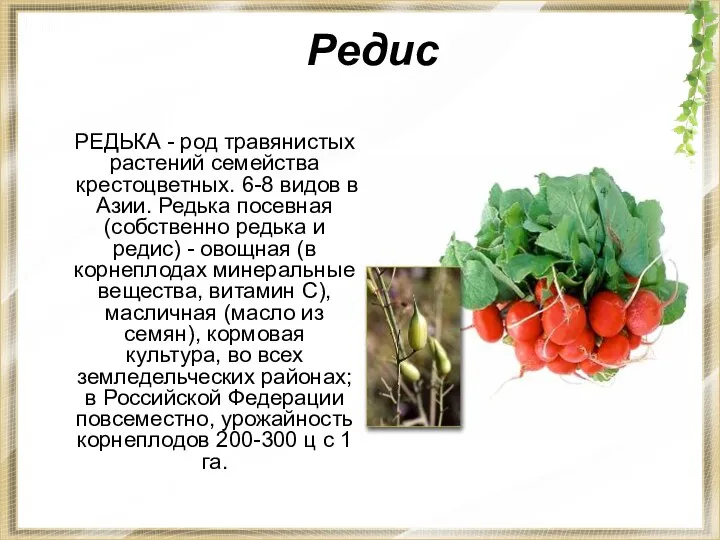 Редис РЕДЬКА - род травянистых растений семейства крестоцветных. 6-8 видов