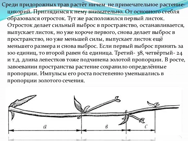 Среди придорожных трав растёт ничем не примечательное растение- цикорий. Приглядимся к нему внимательно.