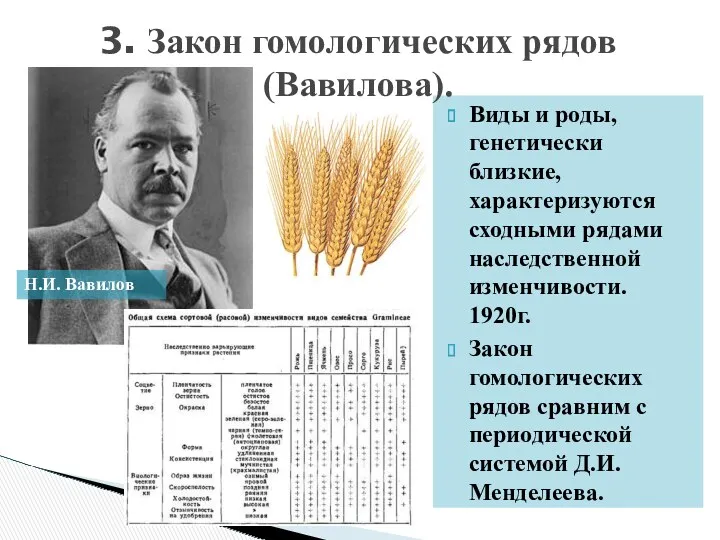 Виды и роды, генетически близкие, характеризуются сходными рядами наследственной изменчивости.