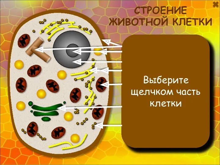 Интерактивная модель по биологии Строение животной клетки для 7 (8) классов