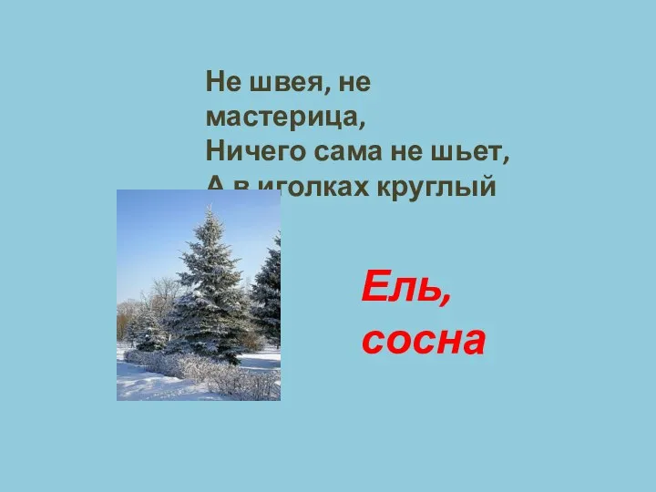 Не швея, не мастерица, Ничего сама не шьет, А в иголках круглый год. Ель, сосна