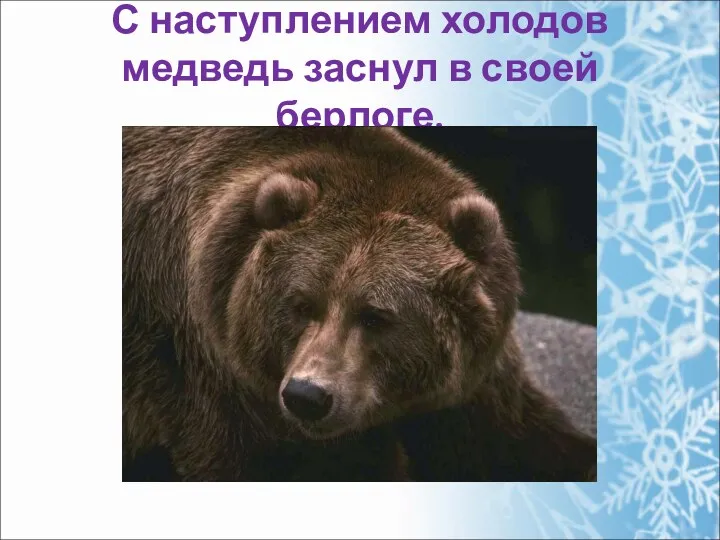 С наступлением холодов медведь заснул в своей берлоге.