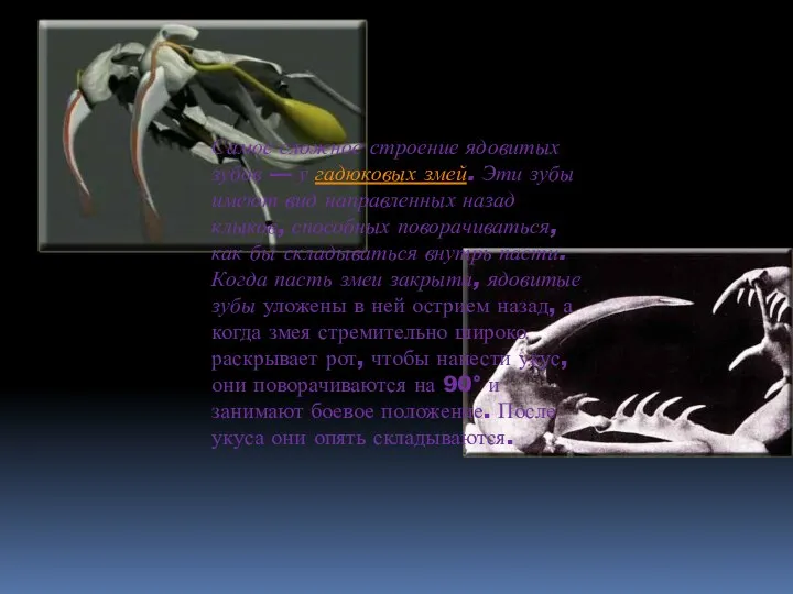 Самое сложное строение ядовитых зубов — у гадюковых змей. Эти