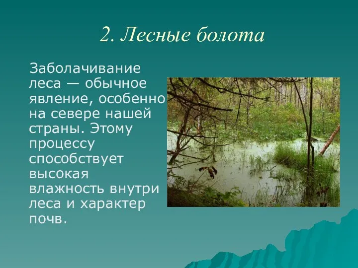 2. Лесные болота Заболачивание леса — обычное явление, особенно на