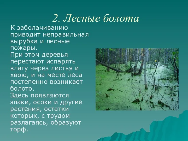 2. Лесные болота К заболачиванию приводит неправильная вырубка и лесные
