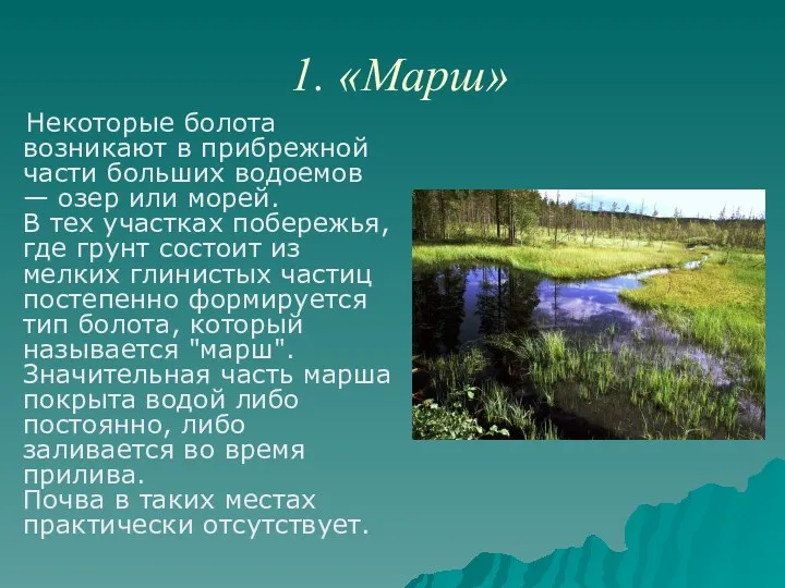 1. «Марш» Некоторые болота возникают в прибрежной части больших водоемов