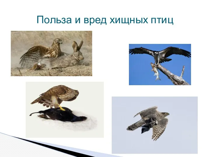 Польза и вред хищных птиц