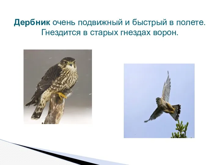 Дербник очень подвижный и быстрый в полете. Гнездится в старых гнездах ворон.