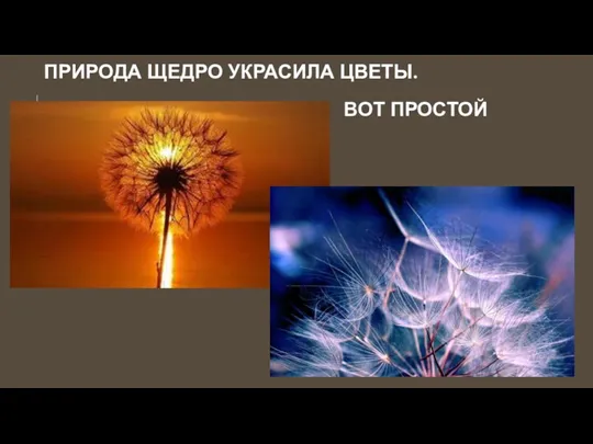 Природа щедро украсила ЦВЕТЫ. Вот простой одуванчик