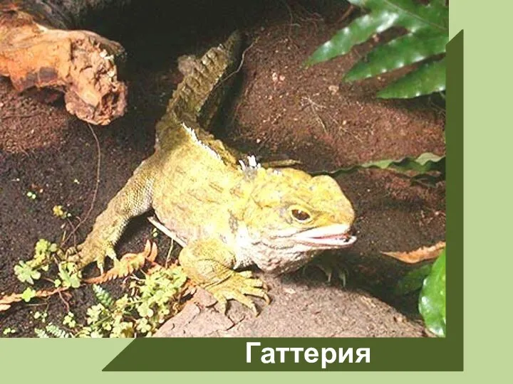 Гаттерия