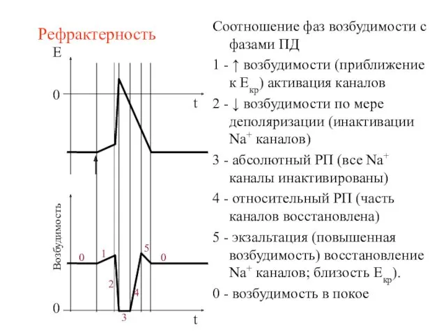 Рефрактерность 0 t Возбудимость Соотношение фаз возбудимости с фазами ПД 1 - ↑