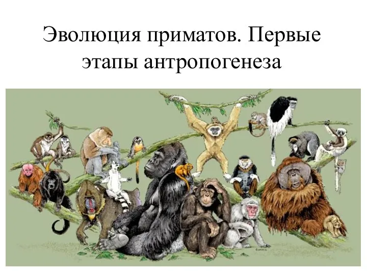 презентация по биологии Эволюция приматов. Первые этапы антропогенеза