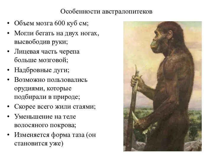 Особенности австралопитеков Объем мозга 600 куб см; Могли бегать на