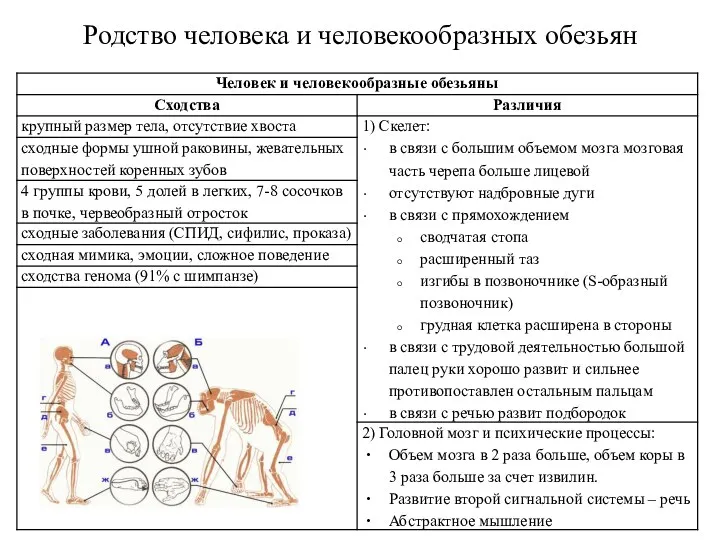 Родство человека и человекообразных обезьян