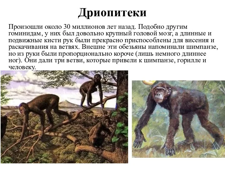 Дриопитеки Произошли около 30 миллионов лет назад. Подобно другим гоминидам,