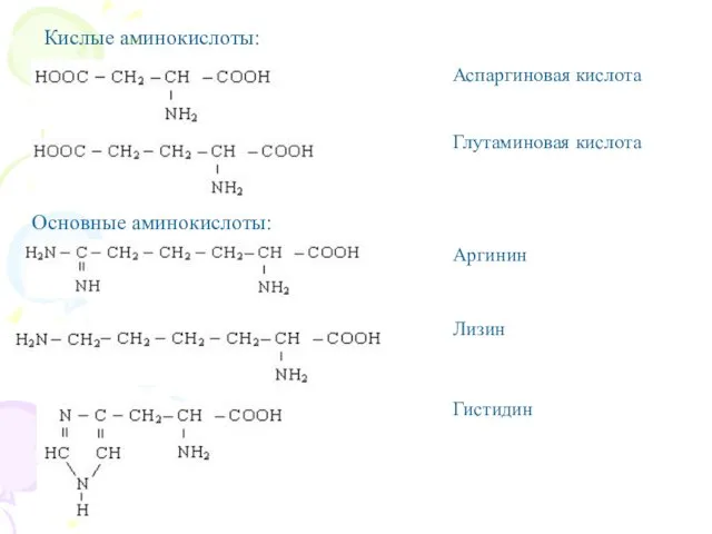 Кислые аминокислоты: Аспаргиновая кислота Глутаминовая кислота Основные аминокислоты: Аргинин Лизин Гистидин