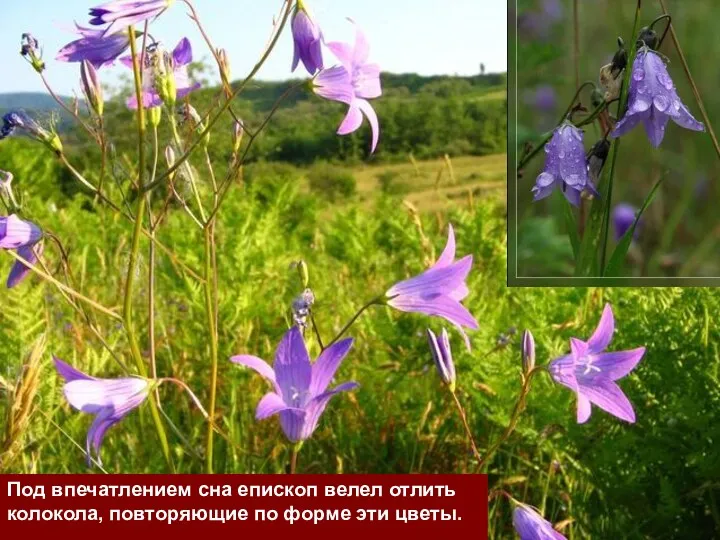 Под впечатлением сна епископ велел отлить колокола, повторяющие по форме эти цветы.