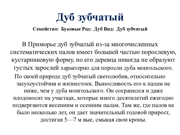 Дуб зубчатый Семейство: Буковые Род: Дуб Вид: Дуб зубчатый В Приморье дуб зубчатый