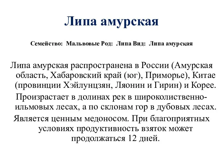 Липа амурская Семейство: Мальвовые Род: Липа Вид: Липа амурская Липа амурская распространена в