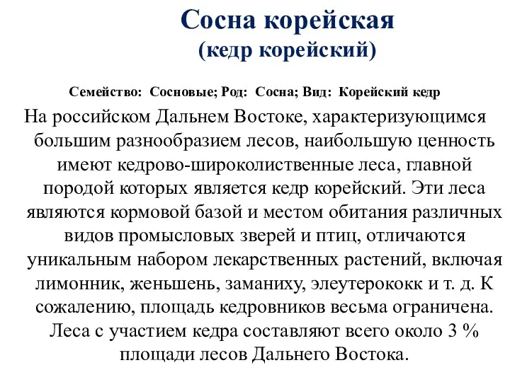 Сосна корейская (кедр корейский) Семейство: Сосновые; Род: Сосна; Вид: Корейский кедр На российском