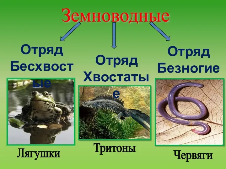 Земноводные Лягушки Червяги Тритоны Отряд Бесхвостые Отряд Хвостатые Отряд Безногие