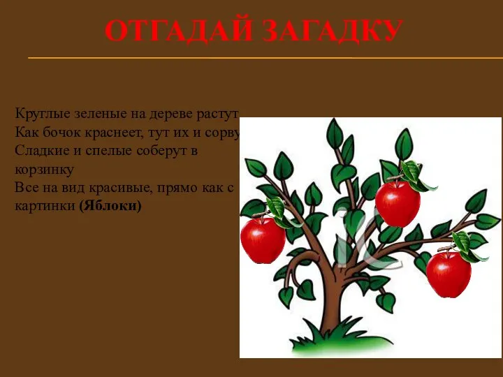 Отгадай загадку Круглые зеленые на дереве растут Как бочок краснеет, тут их и