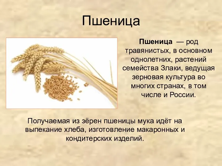 Пшеница Пшеница — род травянистых, в основном однолетних, растений семейства