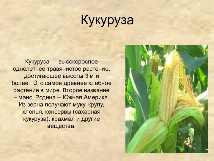 Кукуруза Кукуруза — высокорослое однолетнее травянистое растение, достигающее высоты 3