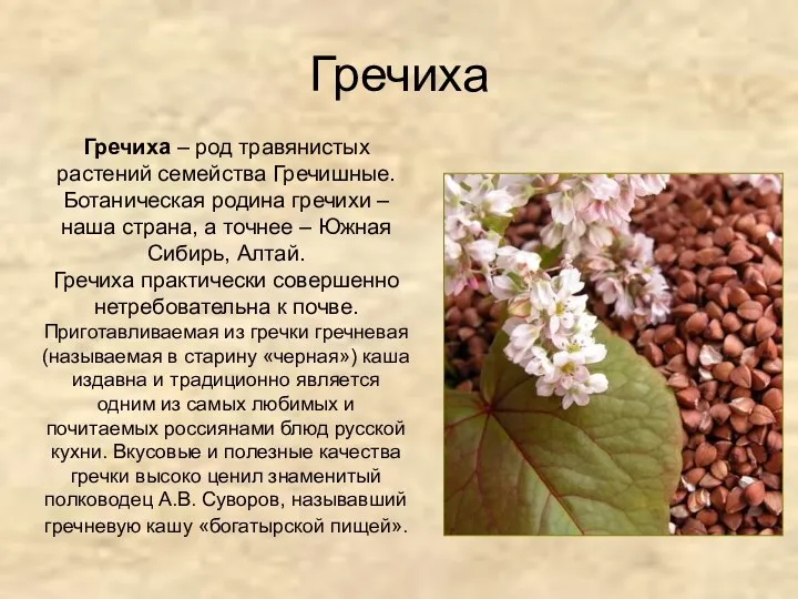 Гречиха Гречиха – род травянистых растений семейства Гречишные. Ботаническая родина гречихи – наша