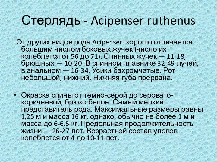 Стерлядь - Acipenser ruthenus От других видов рода Acipenser хорошо