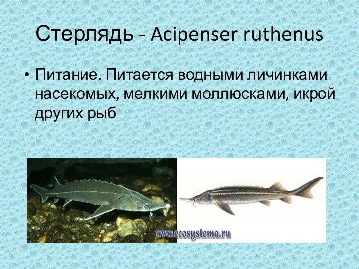 Стерлядь - Acipenser ruthenus Питание. Питается водными личинками насекомых, мелкими моллюсками, икрой других рыб