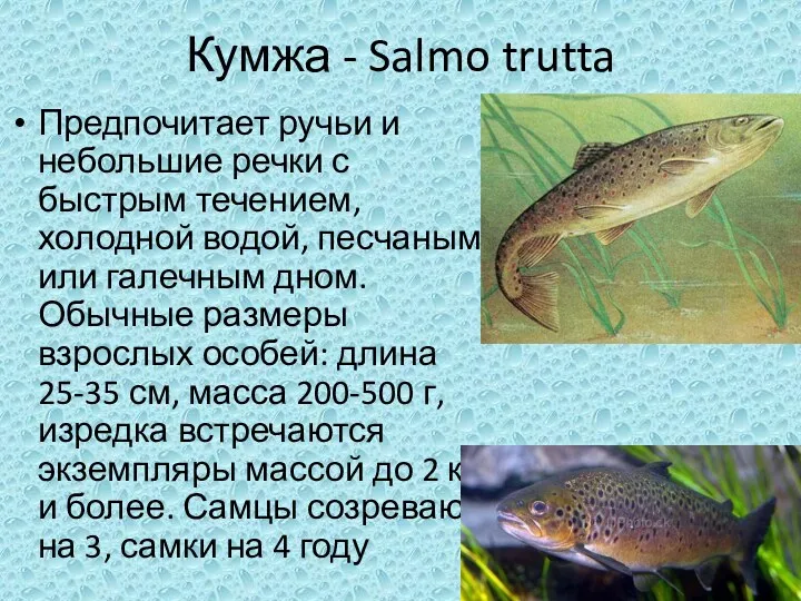 Кумжа - Salmo trutta Предпочитает ручьи и небольшие речки с