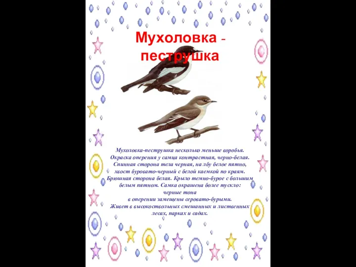 Мухоловка-пеструшка несколько меньше воробья. Окраска оперения у самца контрастная, черно-белая. Спинная сторона тела