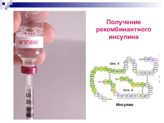 Получение рекомбинантного инсулина