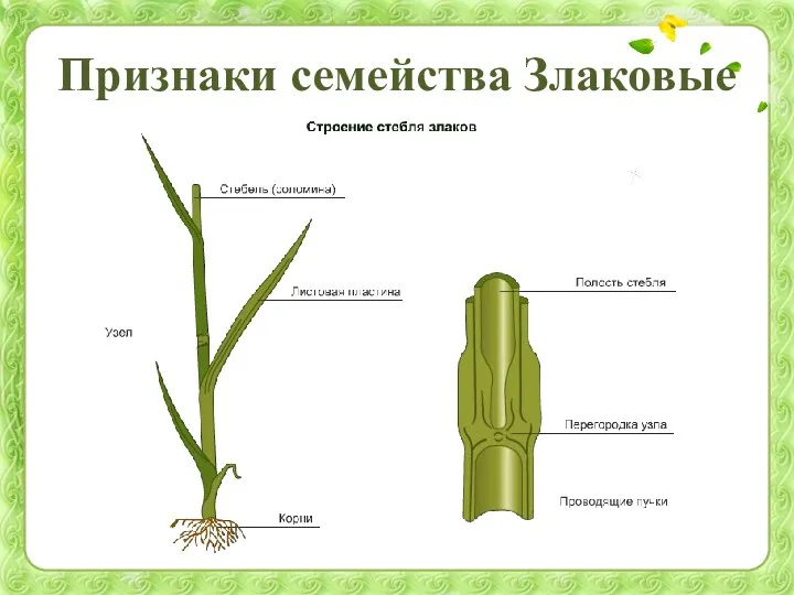 Признаки семейства Злаковые