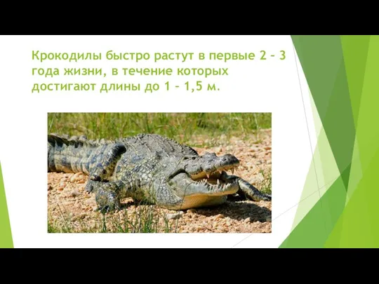 Крокодилы быстро растут в первые 2 – 3 года жизни,